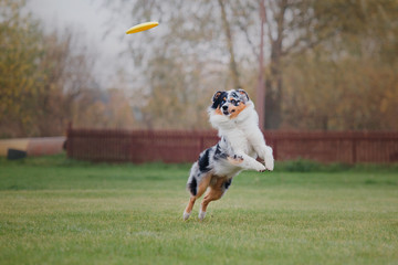 The Australian Shepherd dog catches a flying disc