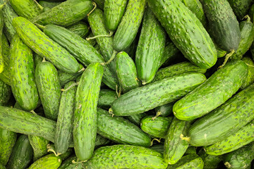 Fresh organic green cucumbers on fresh market,  background. Сucumbers texture . A lot of organic сucumbers   root
