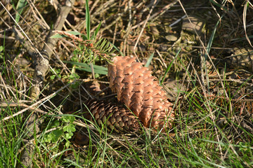 pomme pin nature vert environnement