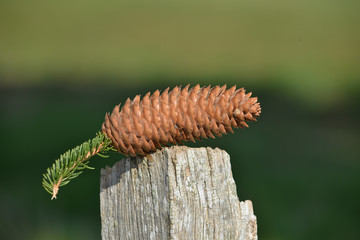 pomme pin nature vert environnement