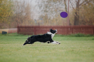 Border collie dog catches a flying disc