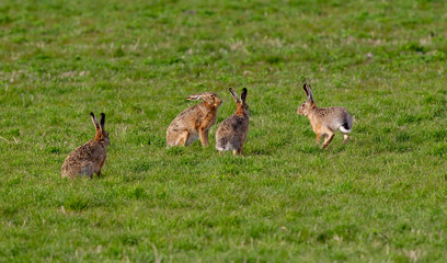 4 Feldhasen auf grüner Wiese