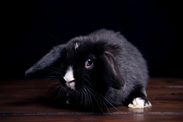 black rabbit on a wooden dark background