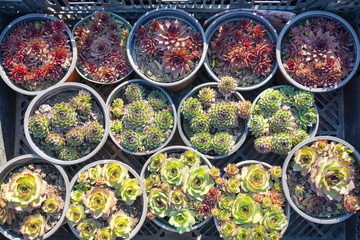 Succulents and cactus for sale at open air street market