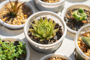 beautiful cactus in pot sold in the market