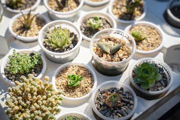 Collection of various cactus and succulent plants in different pots selling at  market