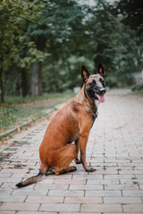 Belgian Shepherd dog (Malinois dog) at autumn park