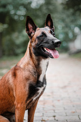 Belgian Shepherd dog (Malinois dog) at autumn park