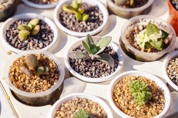 Succulents and cactus for sale at open air street market