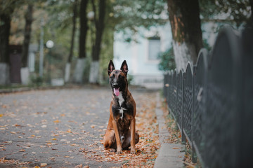 Belgian Shepherd dog (Malinois dog) at autumn park