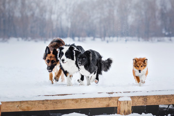 Group of Shepherds dogs in winter