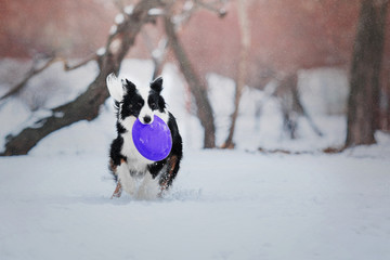 Border Collie dog playing with a flying disc on a background of snowy winter landscape