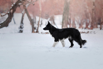 Border Collie dog in the snow