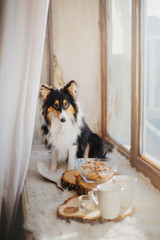 Dog with breakfast. Coffe and tea with cakes on the wooden plate. Shetland sheepdog (Sheltie)