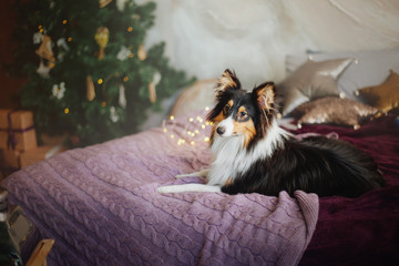 Shetland Sheepdog (Sheltie). Dog in a New Year's interior. Christmas, holidays, garland, plaid, Christmas tree