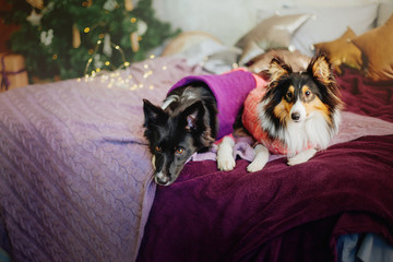 Fototapeta na wymiar New Year and Christmas dogs. Border Collie dog and Shetland sheepdog at home.