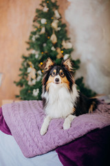 Shetland Sheepdog (Sheltie). Dog in a New Year's interior. Christmas, holidays, garland, plaid, Christmas tree