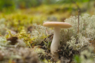 mushroom