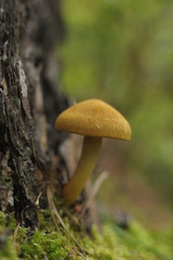 mushroom