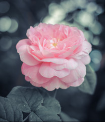 gently pink roses, rose bush, nature