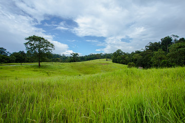 Summer, Khao Yai National Park, Land, Thailand, Agricultural Field