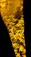 Closeup dried flowering tops of female cannabis plants. β-Caryophyllene Strains of marijuana