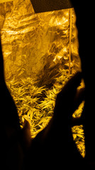 Closeup dried flowering tops of female cannabis plants. β-Caryophyllene Strains of marijuana