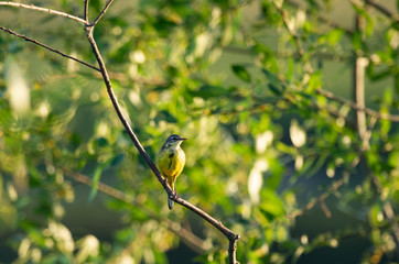 Yellow Wagtail illuminated by the sun on a picturesque background in spring