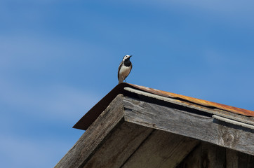 White wagtail sits on a rusty roof in the background of a blue sky in springtime