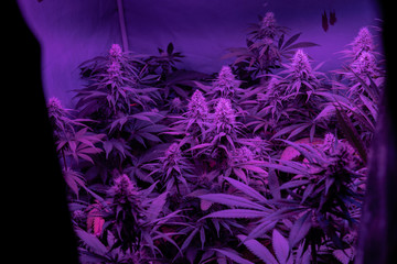 Professional Growing cannabis in America. Strongest marijuana strains for medical use