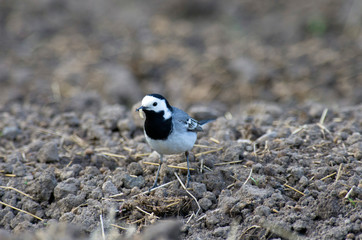 White wagtail holds a white caterpillar in its beak and walks on loosened soil