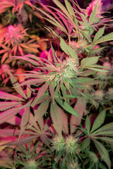 Closeup dried flowering tops of female cannabis plants. β-Caryophyllene Strains of marijuana