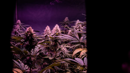 energizing marijuana strain contains high levels of THC. Process of growing weed indoor.