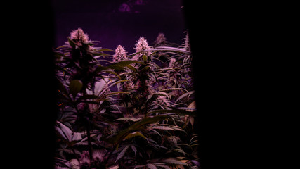 Professional Growing cannabis in America. Strongest marijuana strains for medical use