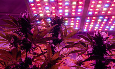 Professional light for growing. Best LED Grow Lights for Cannabis