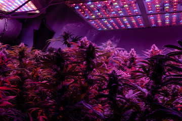 Professional Growing cannabis in America. Strongest marijuana strains for medical use