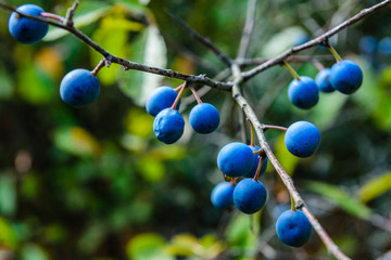Berries of the blackthorn bush in forest on summer