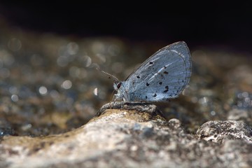Butterfly from the Taiwan (Celastrina sugitanii shirozui) Cedar Valley Glass butterfly in water