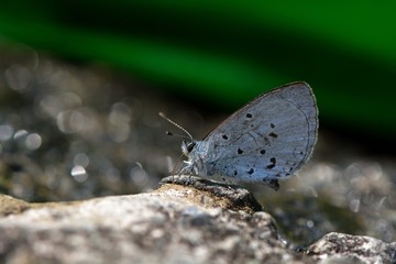 Butterfly from the Taiwan (Celastrina sugitanii shirozui) Cedar Valley Glass butterfly in water