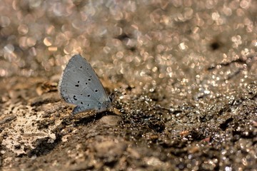 Butterfly from the Taiwan (Celastrina sugitanii shirozui) Cedar Valley Glass butterfly in water