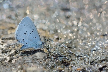 Butterfly from the Taiwan (Celastrina sugitanii shirozui) Cedar Valley Glass butterfly in water