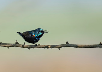 Purple Sunbird on Perch