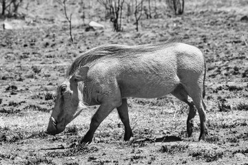 Warzenschwein schwarzweiß