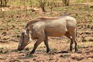 Warzenschwein