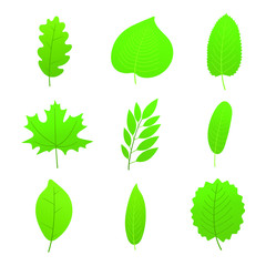 9 Set of green spring or summer leaves collection flat style design gradient version vector illustration isolated on white background.