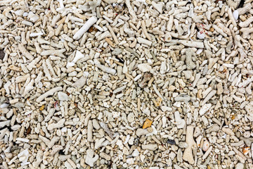Caribbean Coral Reefs Dead covering sand beach