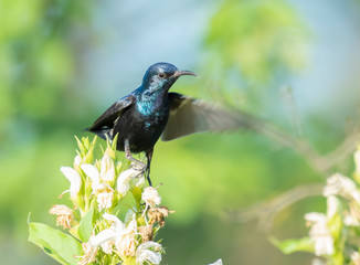 Purple Sunbird on Flowers