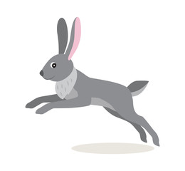 Cute gray jumping rabbit hare isolated on white background