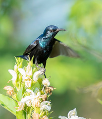 Dance of Purple Sunbird on wild flowers