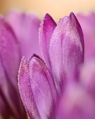 Macro of purple crocus flowers covered in rain drops. Soft bokeh background